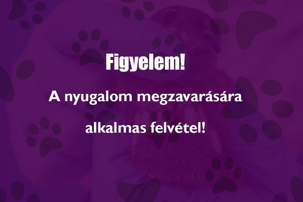 Kutya fogvesztése
