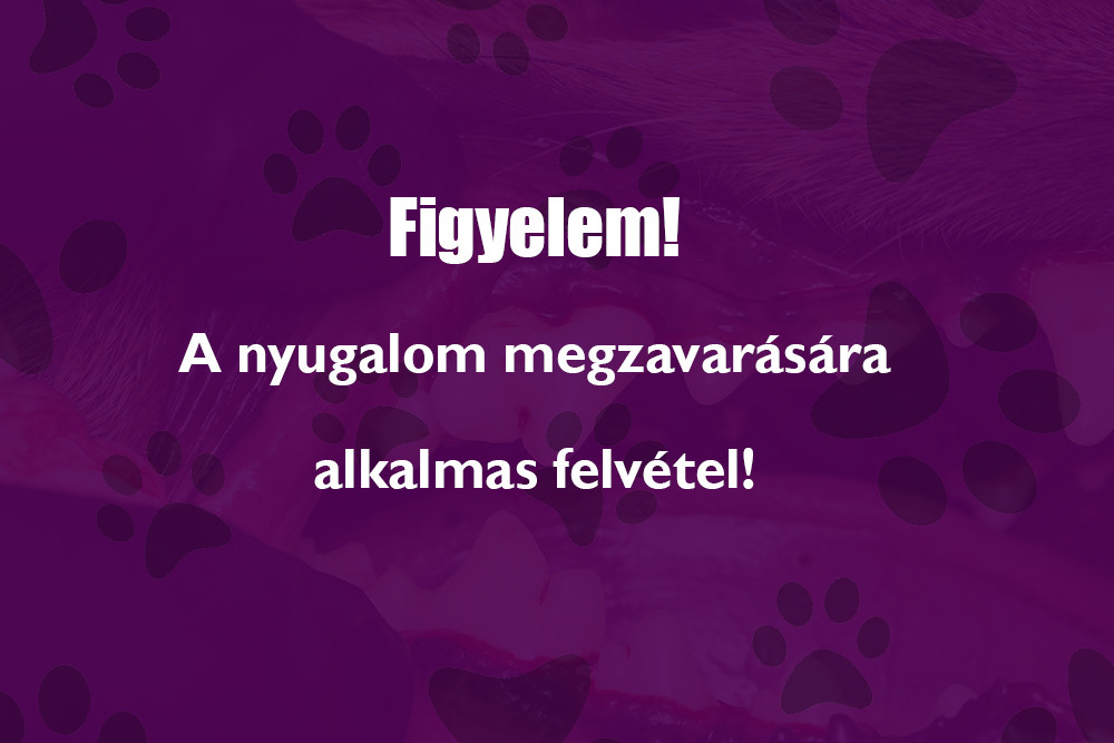 Kutya véres fogínye