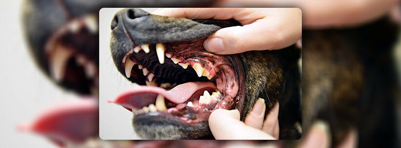 Kutya fogápolás ultrahangos fogkefével