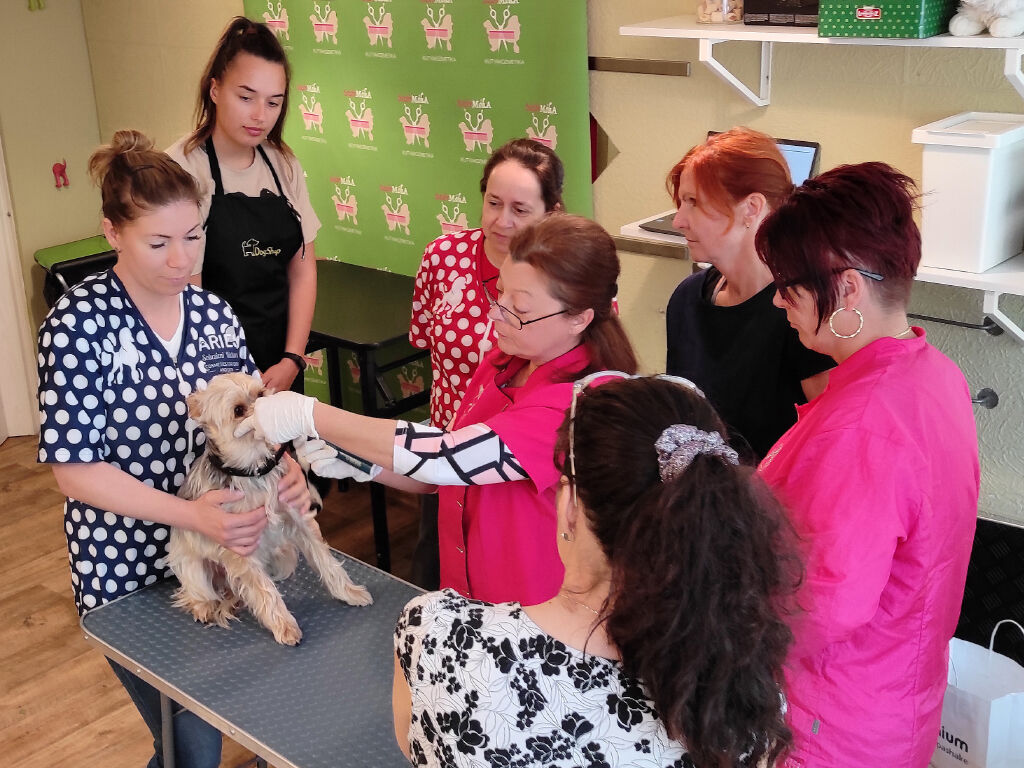 emmi-pet workshop - gyakorlati képzés