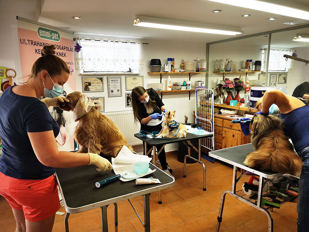 emmi-pet workshop - gyakorlati képzés