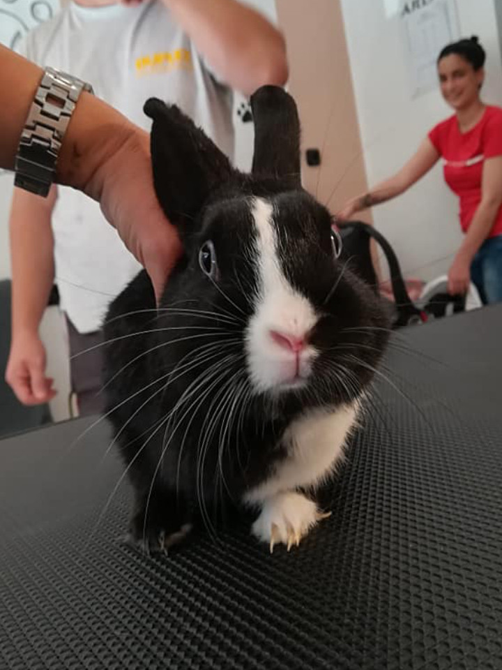 EszPets kutyakozmetika