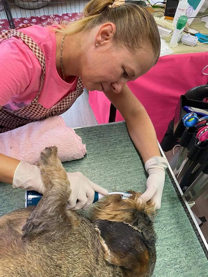 Ultrahangos kutyafogápolás EszPets kutyakozmetika