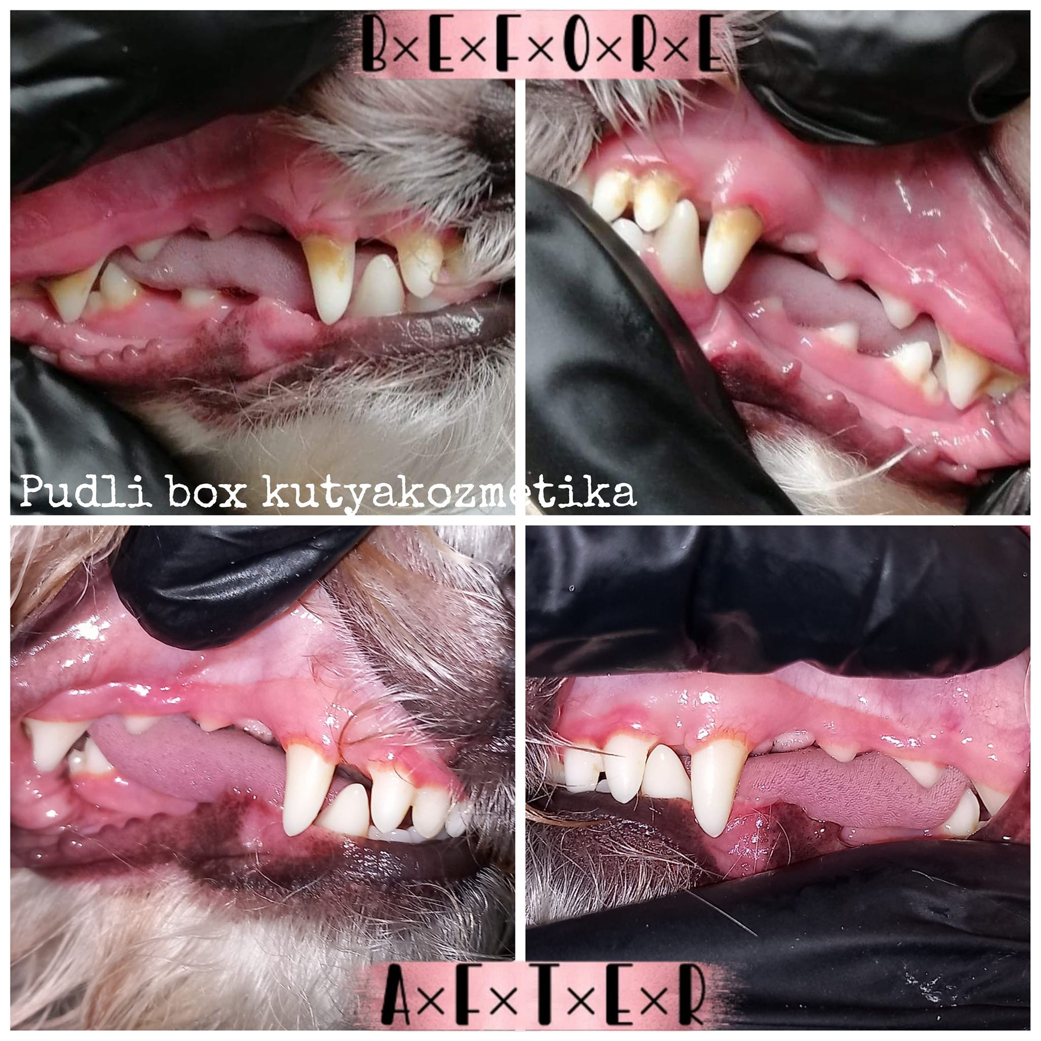 Ultrahangos kutyafogápolás - Pudli Box Kutyakozmetika
