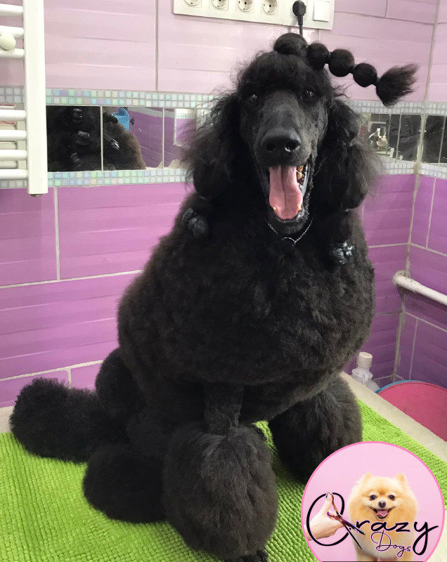 Crazy Dog Kutyakozmetika