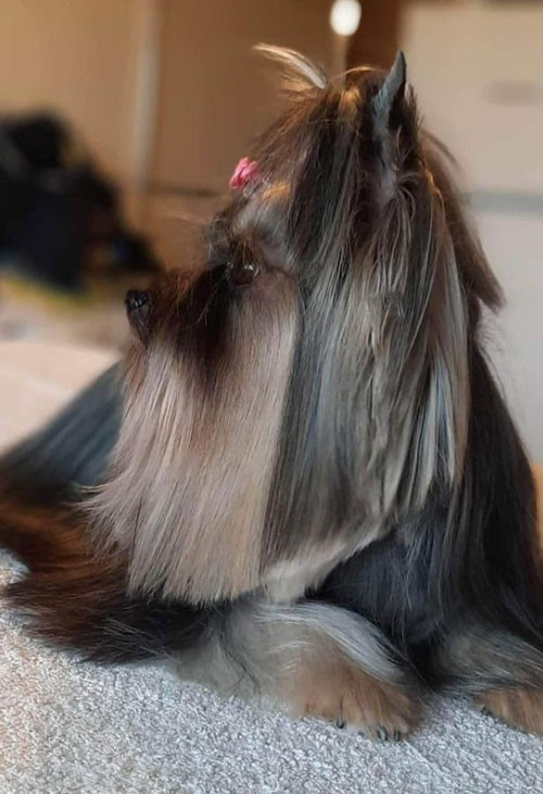 Diamond Dog Stúdió Kiskunhalas - kutyakozmetika