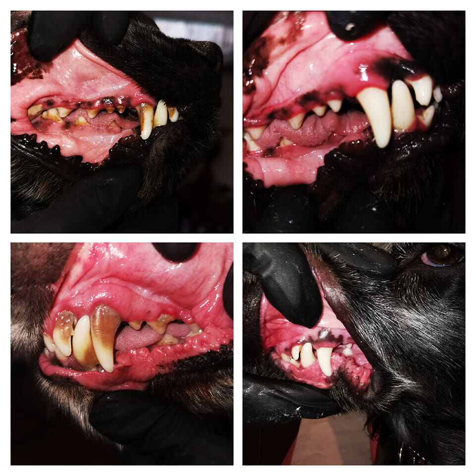 Ultrahangos kutyafogápolás - előtte és utána
