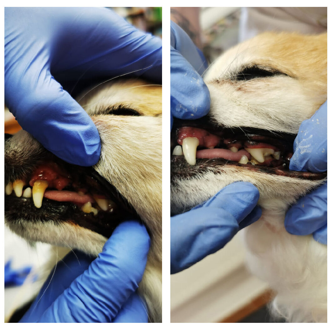 Ultrahangos kutyafogápolás - előtte és utána