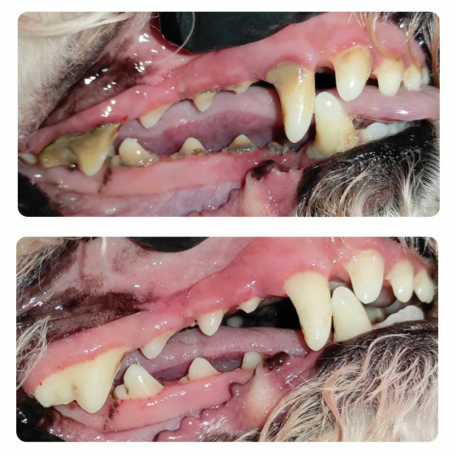 Kutya fogkőképződés - 3-as fázis