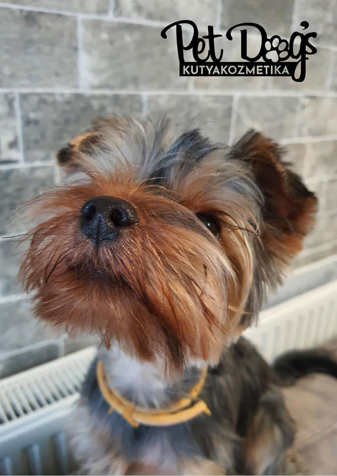 Pet Dog's Kutyakozmetika Pécs
