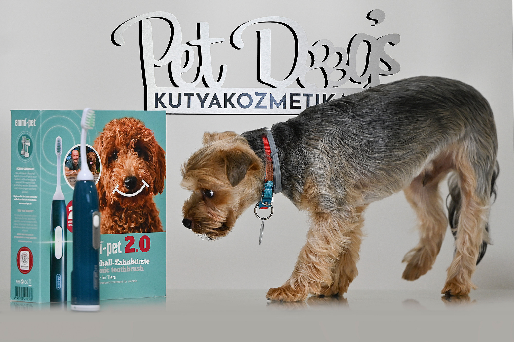 Ultrahangos kutyafogápolás a Pet Dog's Kutyakozmetikában is