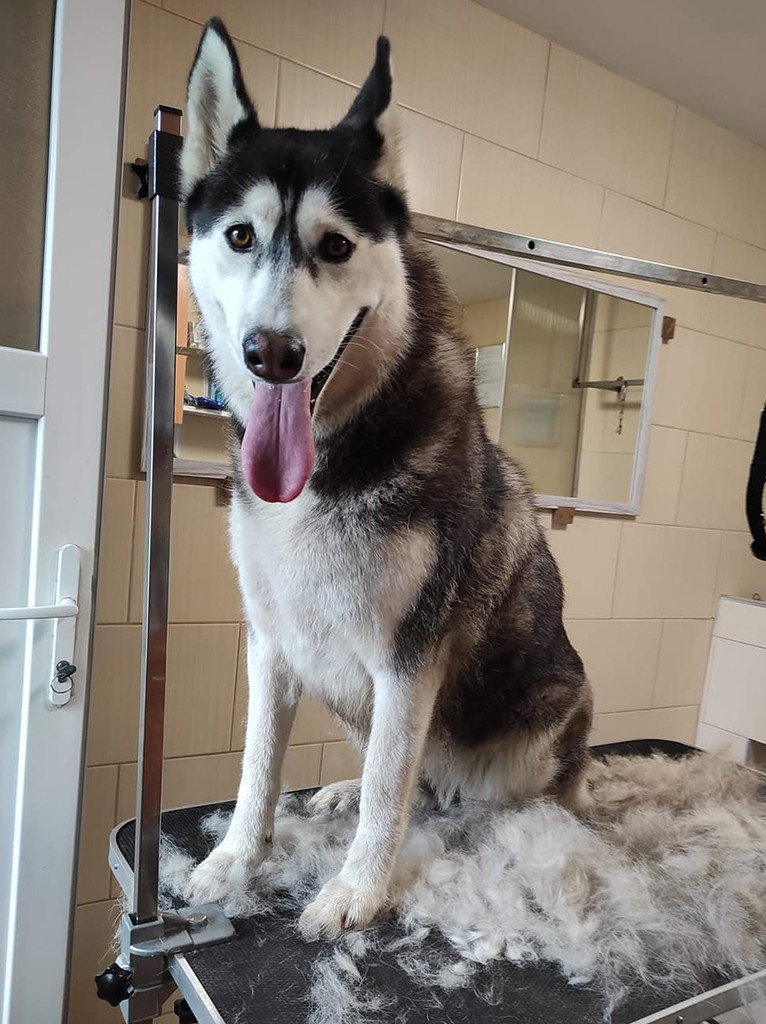 Picúr Kutyakozmetika és Panzió Jászboldogháza