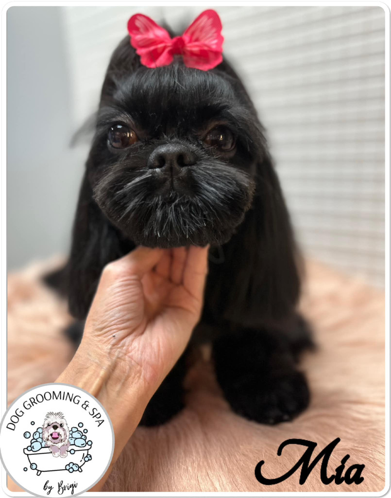 Szentgotthárdi Kutyakozmetika és SPA Hundesalon und SPA