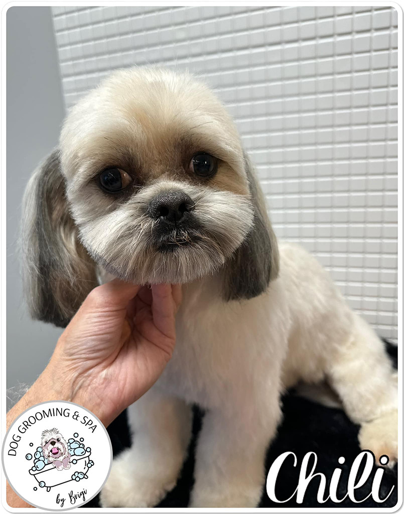 Szentgotthárdi Kutyakozmetika és SPA Hundesalon und SPA