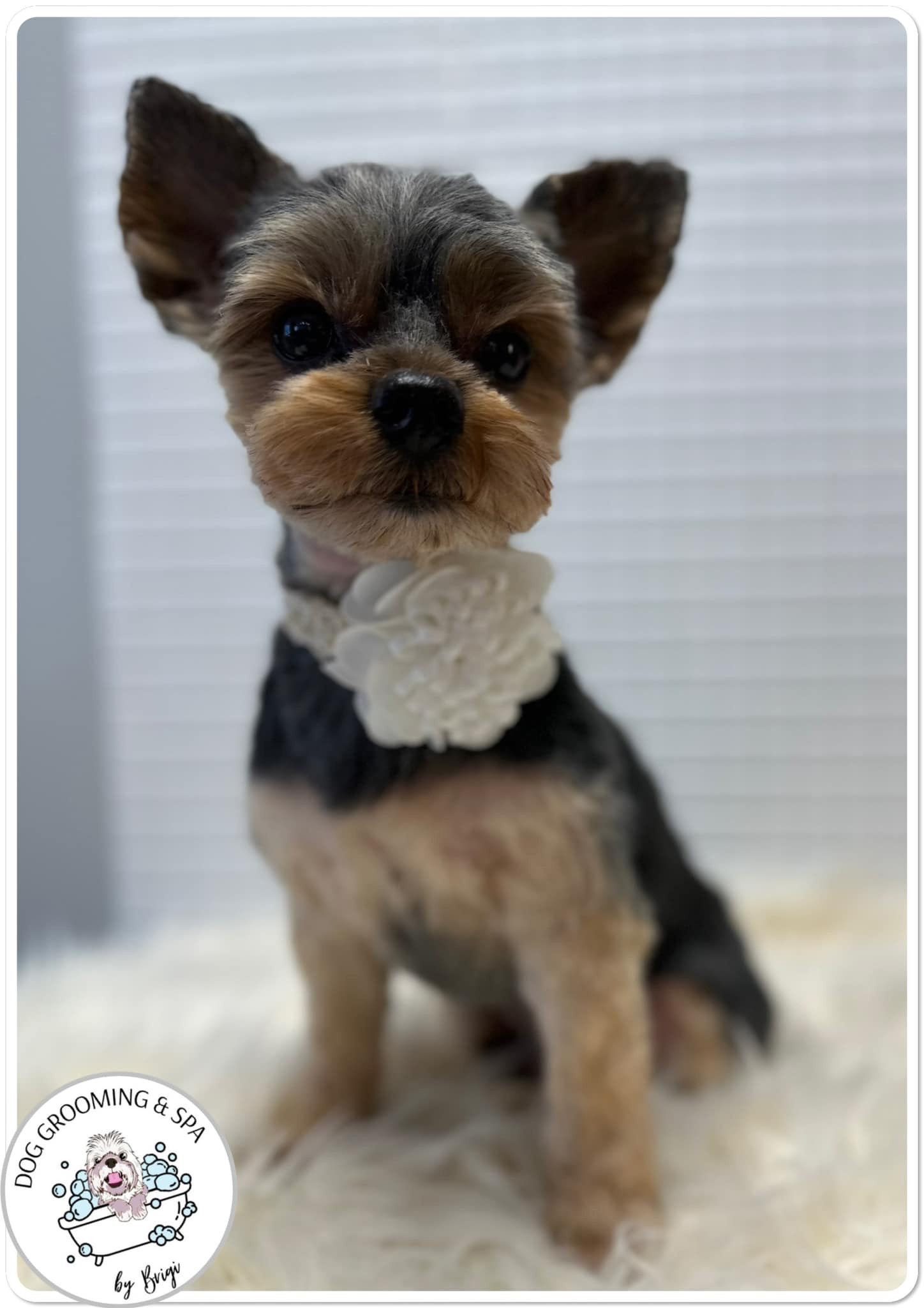 Szentgotthárdi Kutyakozmetika és SPA Hundesalon und SPA