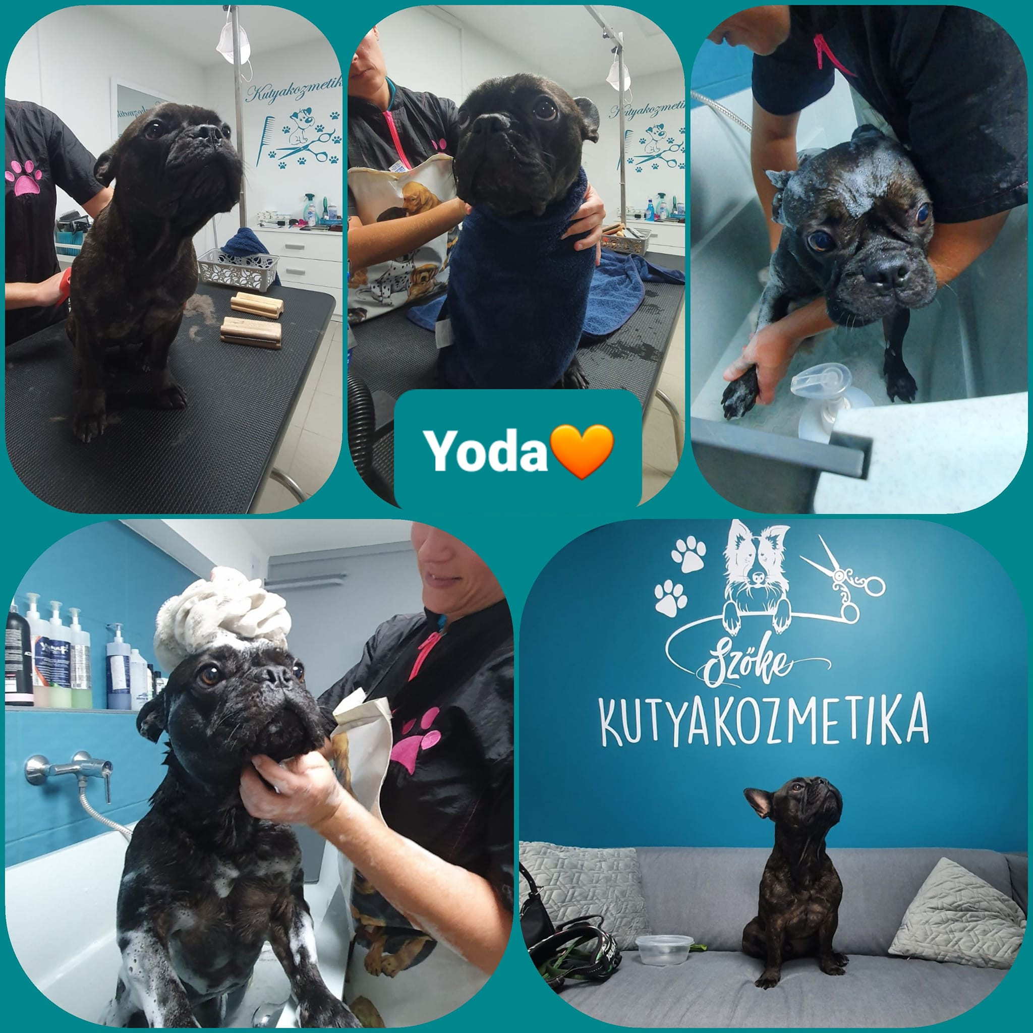 Szőke Kutyakozmetika - Százhalombatta