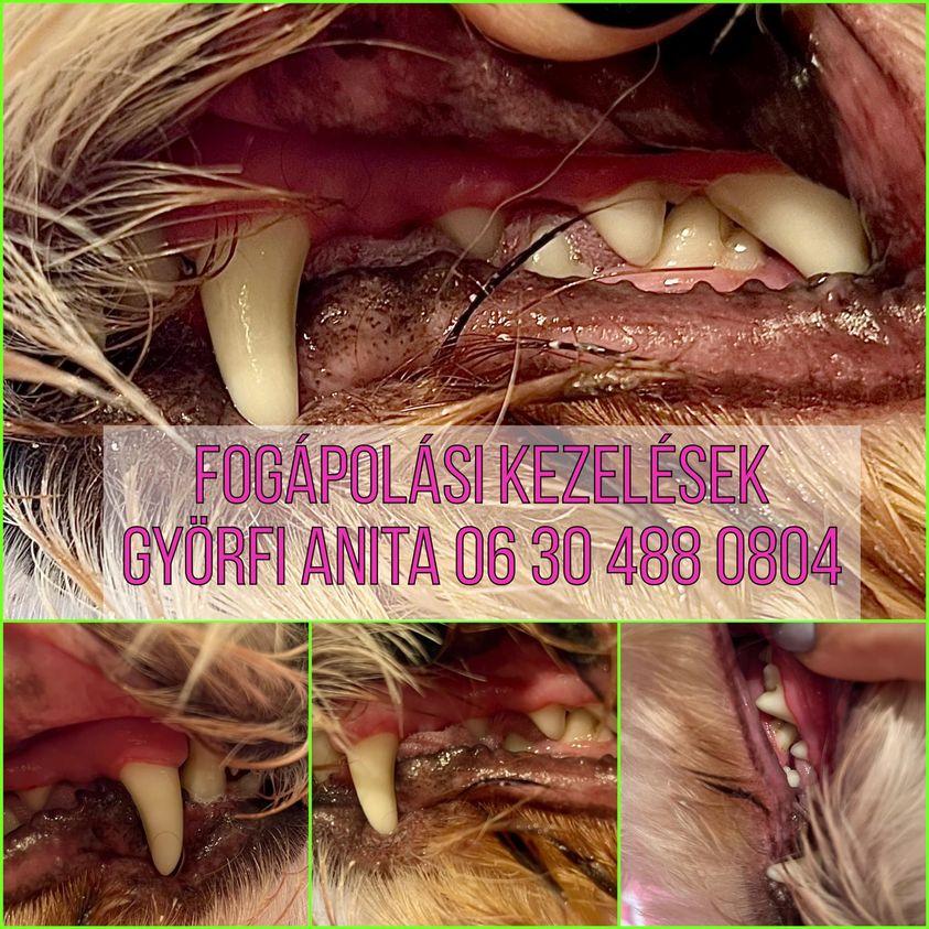 Ultrahangos kutyafogápolás - Szőrmóka Kutyakozmetika