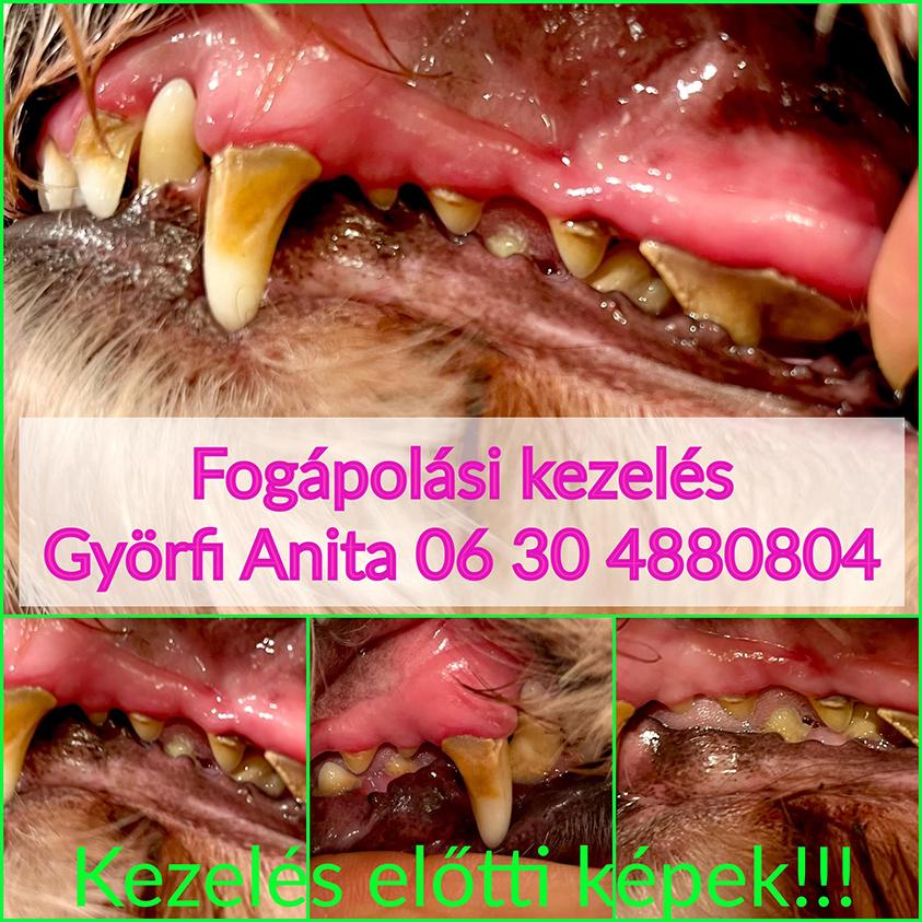 Ultrahangos kutyafogápolás - Szőrmóka Kutyakozmetika