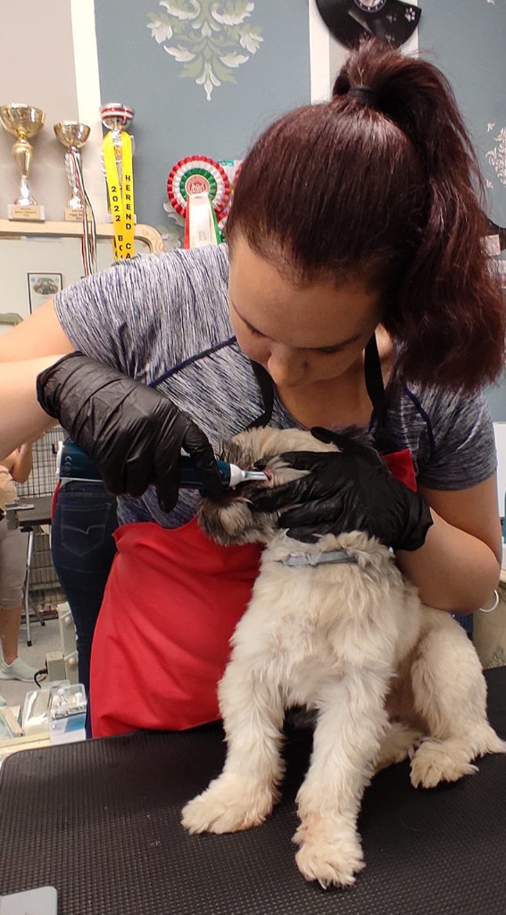 Ultrahangos kutyafogápolás - Zsoo Kutyakozmetika