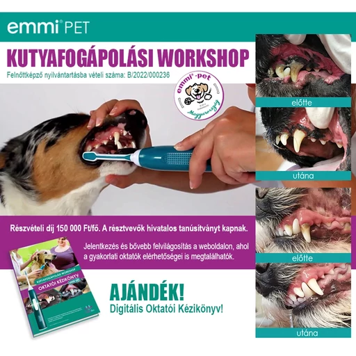 Kutyafogápolási Workshop