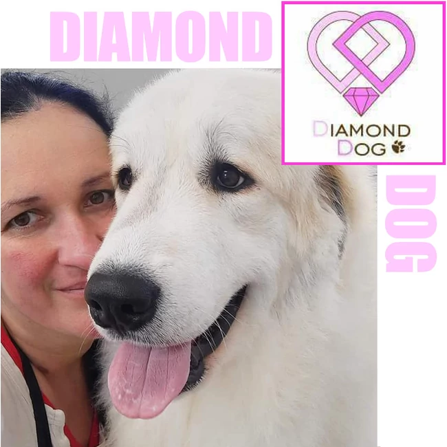 Diamond Dog Stúdió Kiskunhalas
